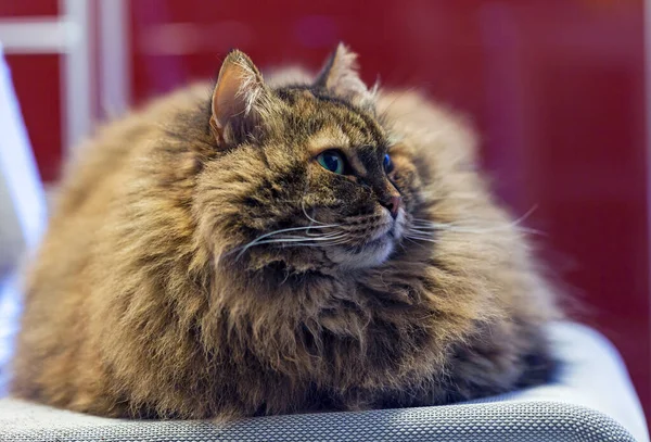 Entzückende Langhaarige Katze Sibirischer Rasse Entspannung Weibliches Geschlecht Hypoallergenes Haustier Stockbild