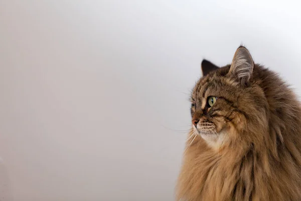 Profil Einer Langhaarigen Katze Braun Gestromtes Männliches Geschlecht Sibirischer Rasse Stockbild