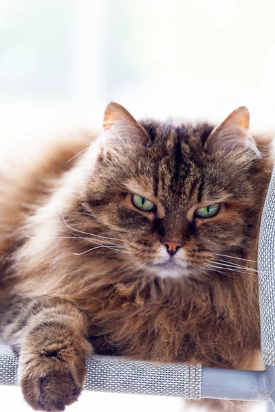 Entzückende Langhaarige Katze Von Nutztieren Entspannter Sibirischer Rasse Hochwertiges Foto Stockbild