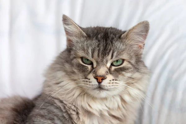 Entzückende Langhaarige Katze Von Nutztieren Entspannter Sibirischer Rasse Hochwertiges Foto Stockfoto