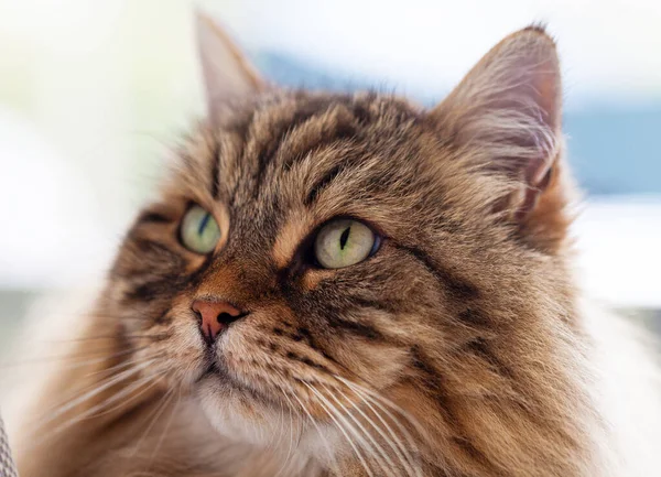Entzückende Langhaarige Katze Von Nutztieren Entspannter Sibirischer Rasse Hochwertiges Foto lizenzfreie Stockbilder