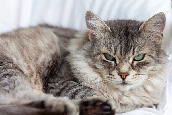 Entzückende Langhaarige Katze Von Nutztieren Entspannter Sibirischer Rasse Hochwertiges Foto Stockfoto