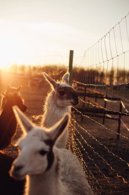 Bir grup lama yürüyüş yapıyor.
