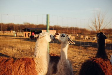 Bir grup lama yürüyüş yapıyor.