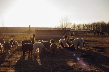 Yurt içi alpakalar yürüyüşe çıkıyor.