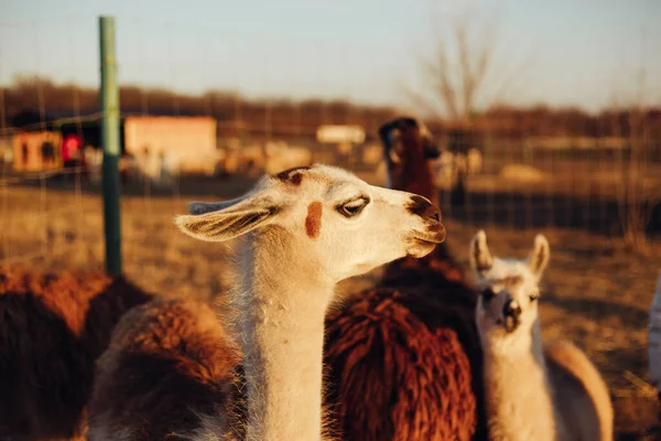 Bir grup lama yürüyüş yapıyor.