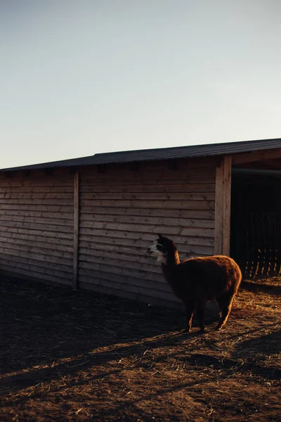 Alleinstehende Alpakas Gehen Spazieren — Stockfoto