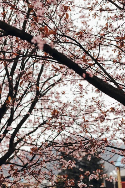 Ανθισμένα Κλαδιά Δέντρου Sakura Στο Πάρκο — Φωτογραφία Αρχείου