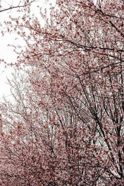 Kvetoucí Sakura Větve Stromů Parku — Stock fotografie