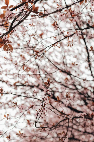 Квітучі Гілки Сакури Парку — стокове фото