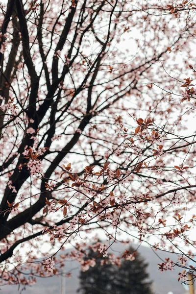 Цветущие Ветви Сакуры Парке — стоковое фото