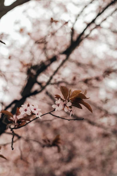 Blooming Sakura Tree Branches Park — Stock Photo, Image