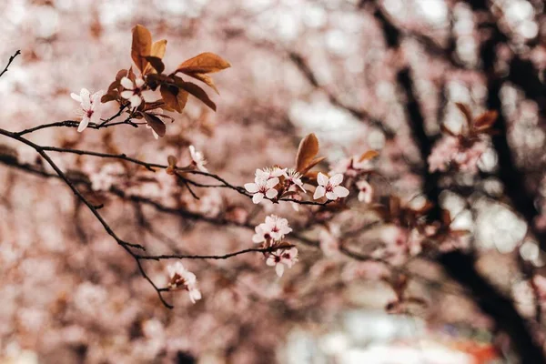 Parkta çiçek açan sakura ağacı dalları