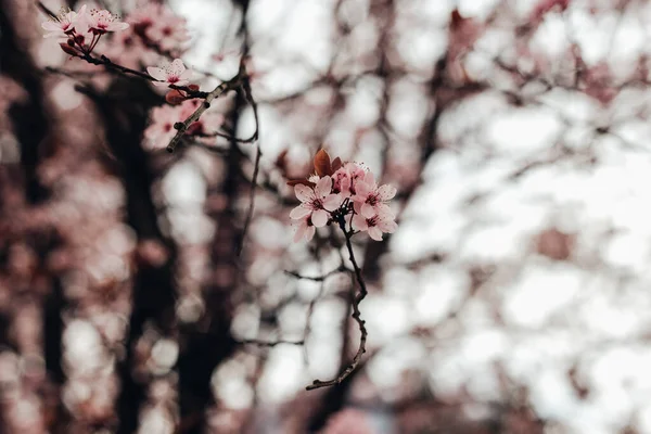 Parkta çiçek açan sakura ağacı dalları