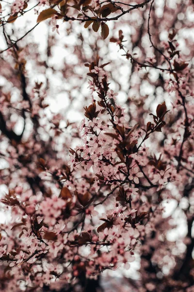 Blooming Sakura Tree Branches Park — Stock Photo, Image