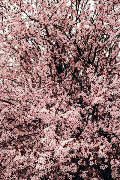 Kwitnące Gałęzie Drzewa Sakura Parku — Zdjęcie stockowe