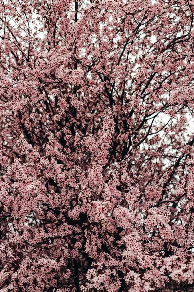 stock image blooming sakura tree branches at the park