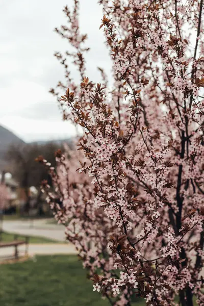 Parkta çiçek açan sakura ağacı dalları