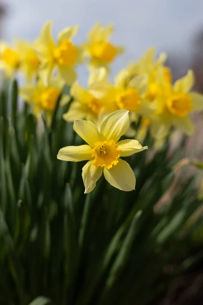 Желтые Нарциссы Цветы Саду Стоковое Фото