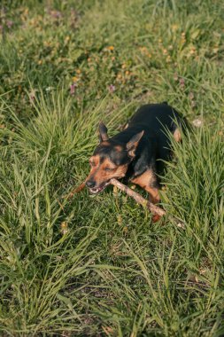 Minyatür Pinscher köpeği dışarıda güneşleniyor.
