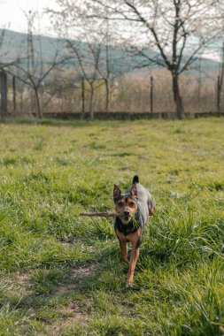 Minyatür Pinscher köpeği dışarıda güneşleniyor.