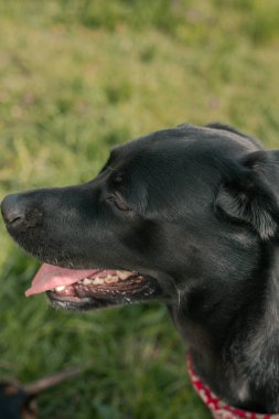 Kırmızı yakalı siyah labrador.