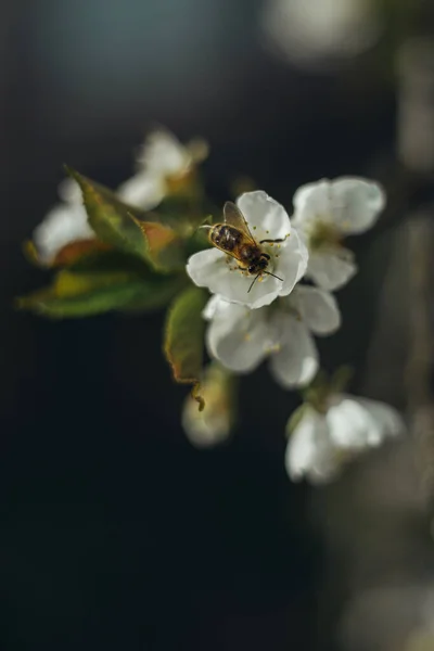 Eine Biene Sammelt Nektar Aus Einer Kirschblüte — Stockfoto
