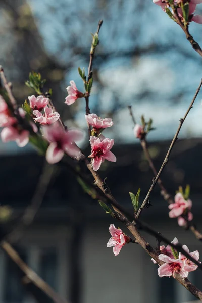 Персикове Дерево Рожевим Цвітом — стокове фото