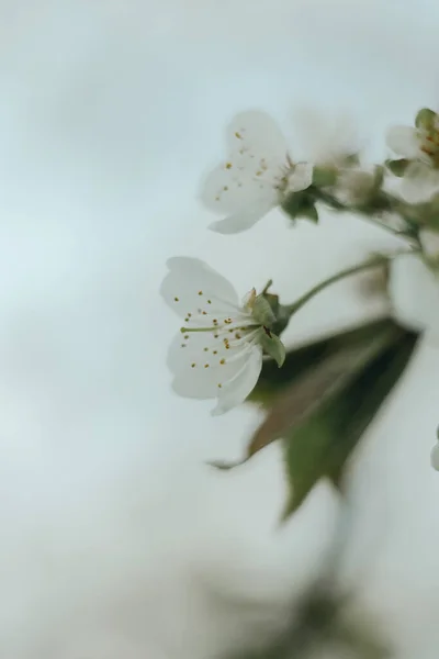 Ramura Florilor Albe Înflorite — Fotografie, imagine de stoc