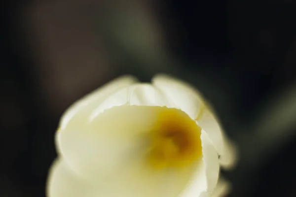 Vista Vicino Sul Tulipano Bianco — Foto Stock