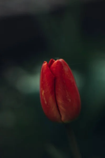公园里的红郁金香芽 — 图库照片