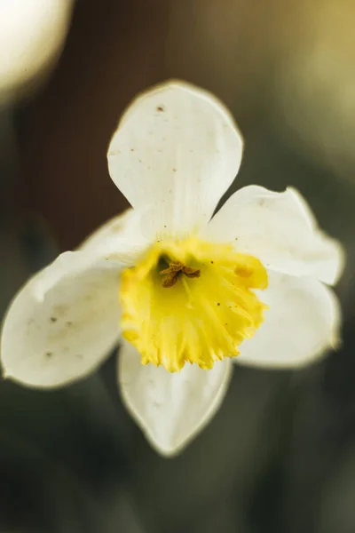 Bahçede Çiçek Açan Beyaz Narsisler — Stok fotoğraf