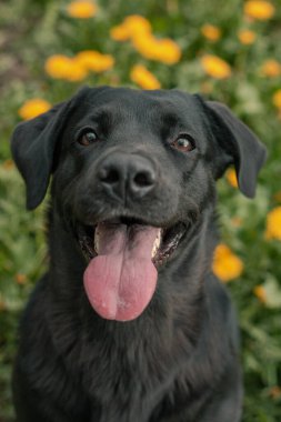 Kara labrador 'un karahindiba tarlasında portresi 