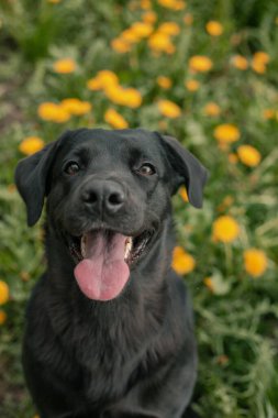 Kara labrador 'un karahindiba tarlasında portresi 