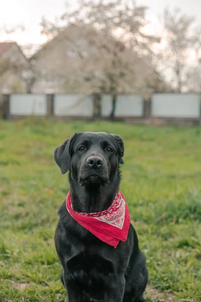 Portrait Labrador Noir Avec Décolleté Rouge — Photo