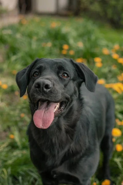 Porträt Des Schwarzen Labradors Auf Dem Löwenzahnfeld — Stockfoto