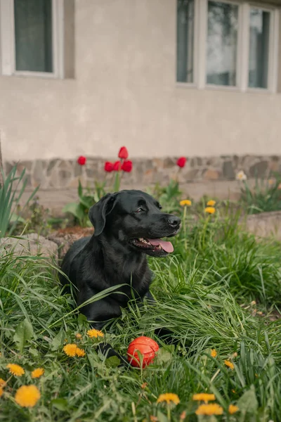 Portakal renkli siyah labrador portresi