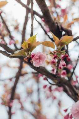 Pembe çiçeklerle çiçek açan sakura ağacı. 