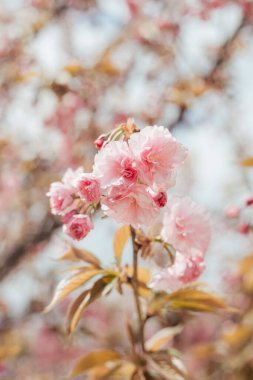 Pembe çiçeklerle çiçek açan sakura ağacı. 