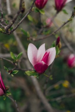 Bahçede çiçek açan manolya ağacı 