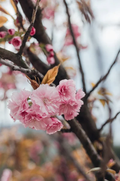 Pembe Çiçeklerle Çiçek Açan Sakura Ağacı — Stok fotoğraf