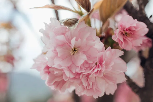 Sakura Fleuri Avec Des Fleurs Roses — Photo