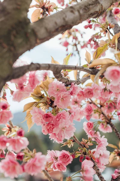 Virágzó Sakura Rózsaszín Virágokkal — Stock Fotó