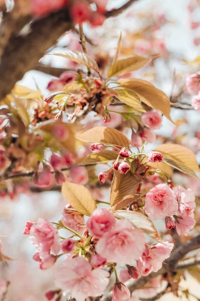 Pembe çiçeklerle çiçek açan sakura ağacı. 