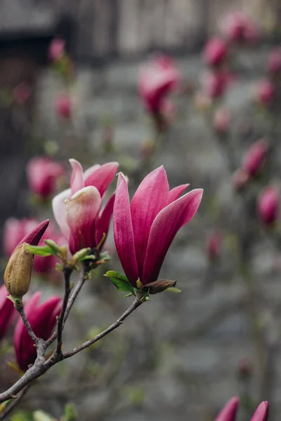 Bloeiende Magnolia Boom Achtertuin — Stockfoto
