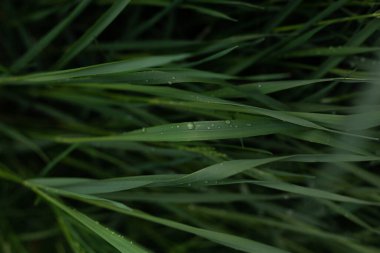 Yere eğilmiş uzun otlar.