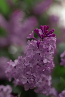 Bahçede açan leylak çiçekleri 