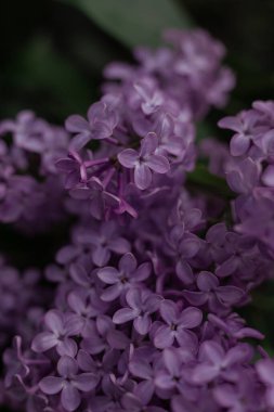 Bahçede açan leylak çiçekleri 