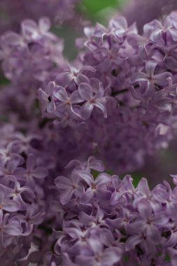 Bahçede açan leylak çiçekleri 