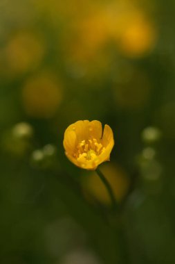 Yağmurdan sonra kır çiçekleri
